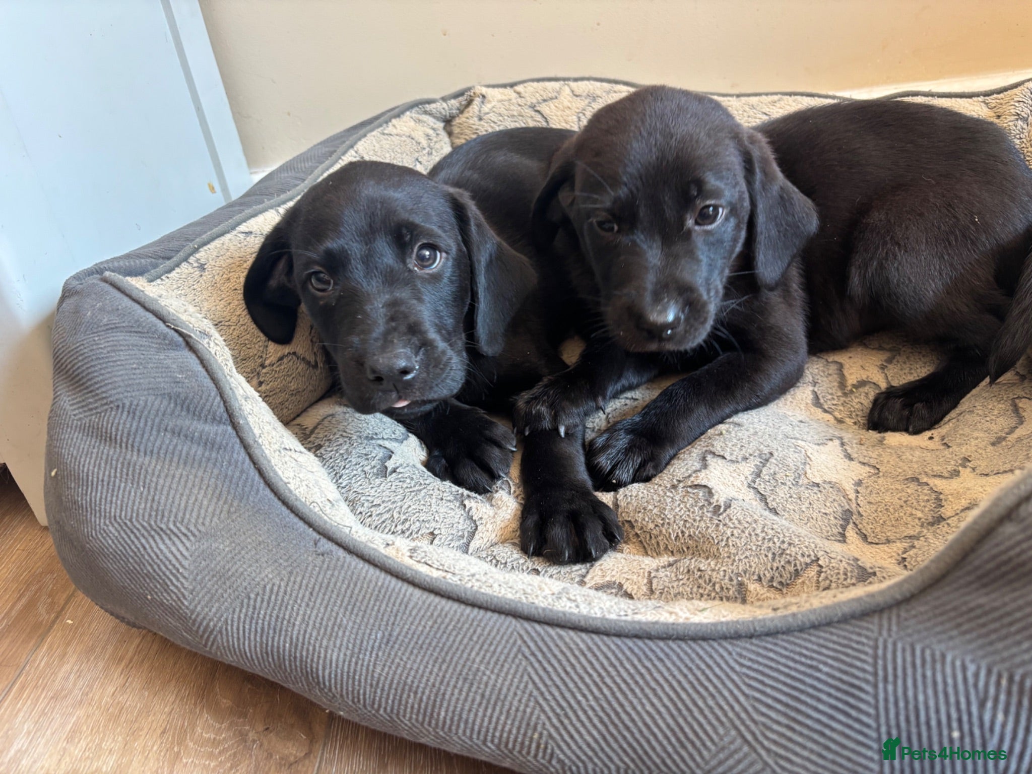 Labrador Retriever dogs Labrador Puppies ready to go  - Advert 1