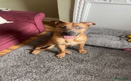 Mixed Breed dogs for sale: Urgent Rehoming, Bruno - Image 6