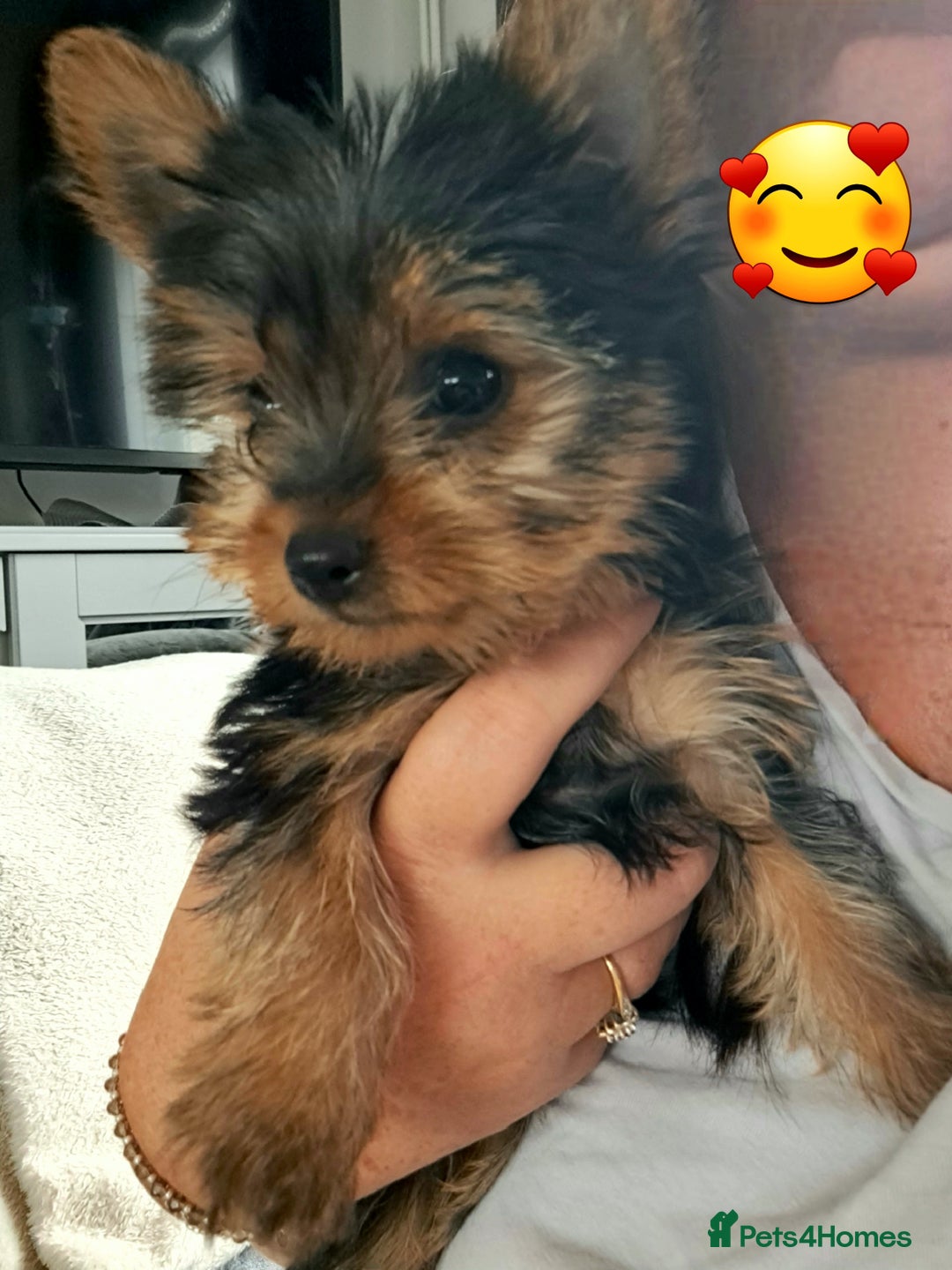 Yorkshire Terrier dogs for sale: Miniature yorkshire terrier  - Image 9
