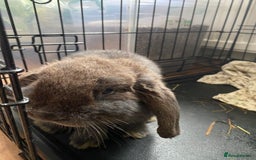 Mini Lop rabbits for sale: 2 Vaccinated Male Rabbits For Sale - Image 2