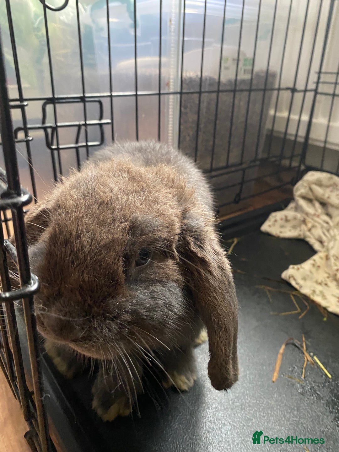 Mini Lop rabbits for sale: 2 Vaccinated Male Rabbits For Sale - Image 2