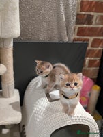 Scottish Fold cats 🥰 Tica register Scottish fold kittens😻 - Advert 11