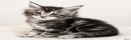 Maine Coon cats for stud: GCCF & TICA Blue Silver Mackerel Tabby - Advert 9