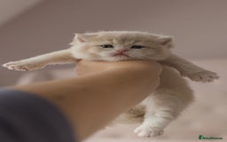 British Shorthair cats for sale: Chubby Golden Blue BSH girls - Image 12