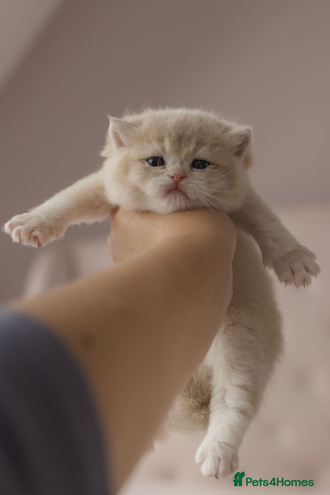British Shorthair cats for sale: Chubby Golden Blue BSH girls - Image 12