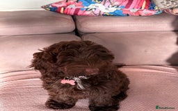 Cockapoo dogs for sale: Stunning female chocolate Cockapoo - Image 3