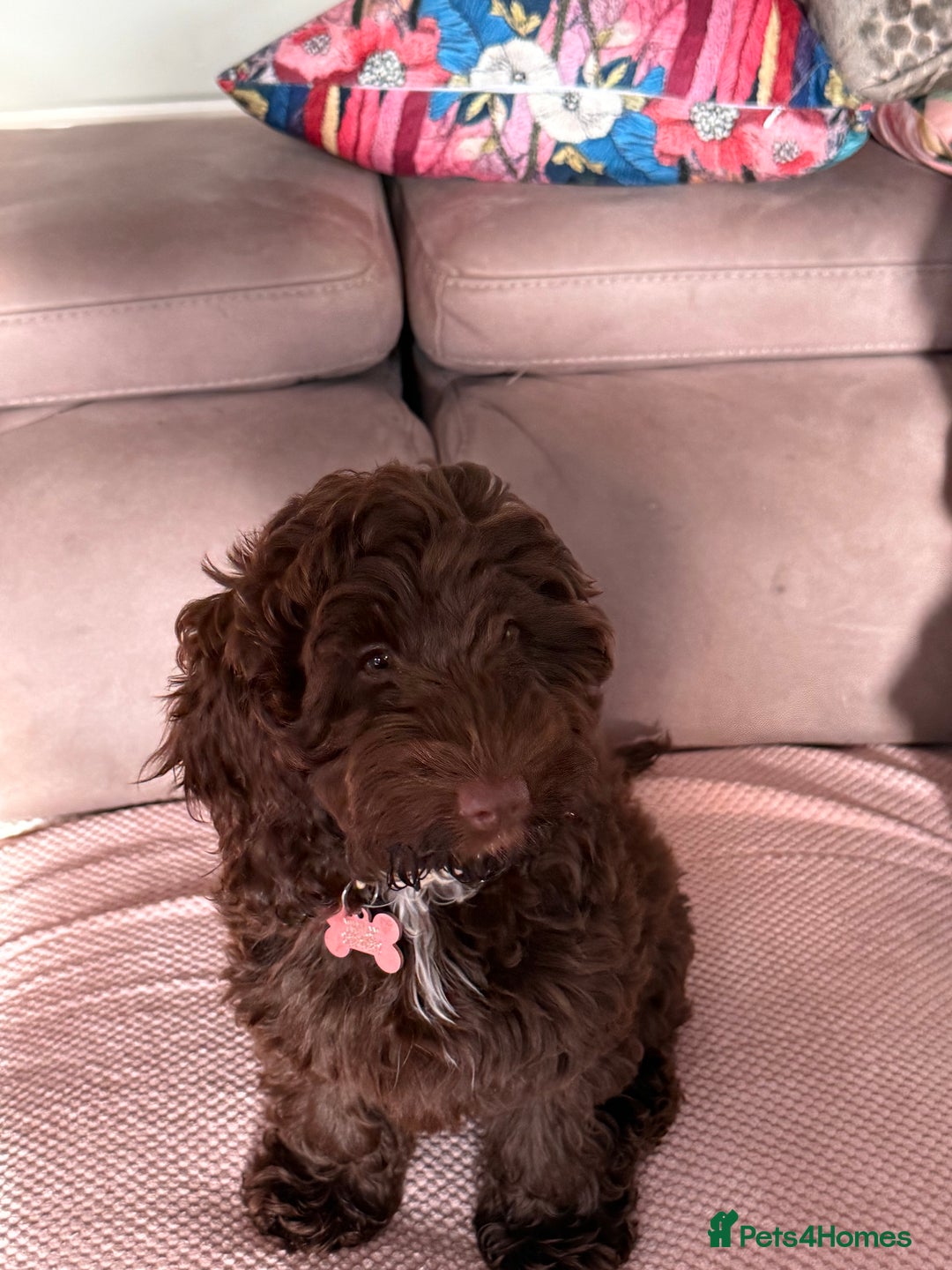 Cockapoo dogs for sale: Stunning female chocolate Cockapoo - Image 3