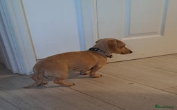 Dachshund dogs for sale: Cream miniature dachshund girl - Image 5