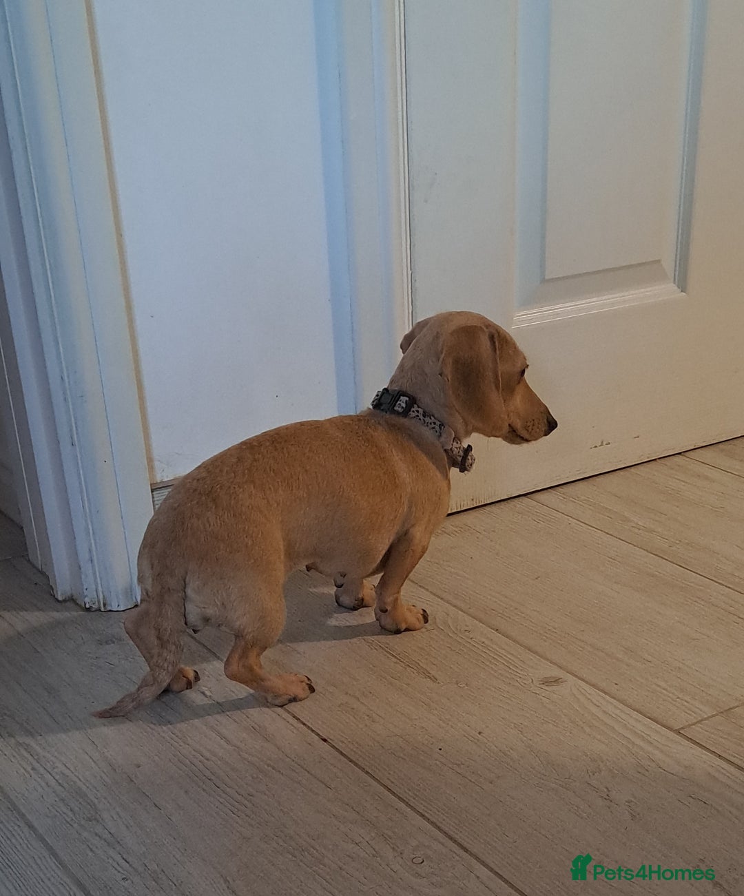 Dachshund dogs for sale: Cream miniature dachshund girl - Image 5