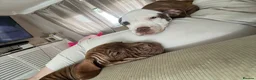 Mixed Breed dogs for sale: Standard American bully  ** tiff in Harlow - Advert 3