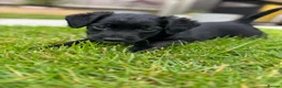 Mixed Breed dogs for sale: 4 jackapoo puppies  - Advert 13