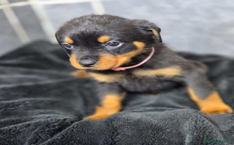 Rottweiler dogs Stunning Rottweiler puppy’s  - Advert 4