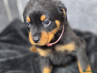 Rottweiler dogs Stunning Rottweiler puppy’s - Advert 2