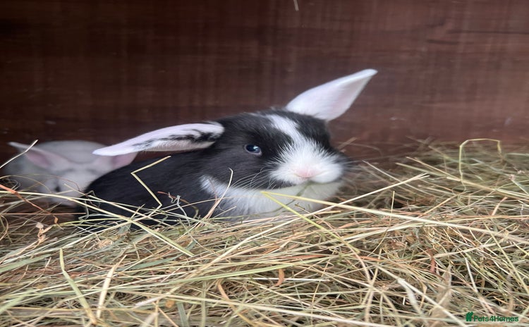 Mixed Breed rabbits - Advert 2