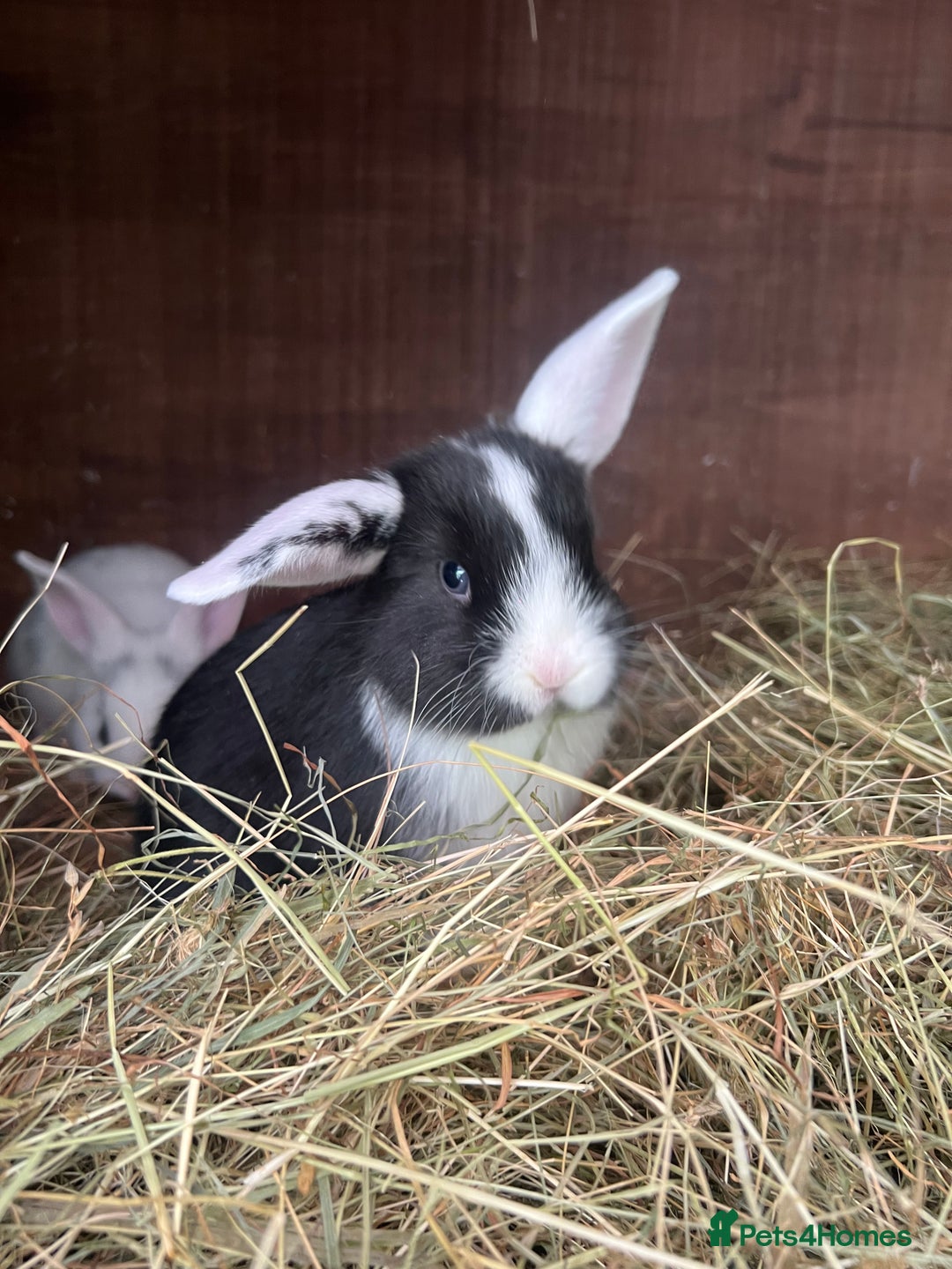 Mixed Breed rabbits for sale: Baby bunnies - Image 1