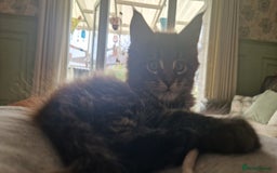 Maine Coon cats for sale: Male mainecoon  - Image 2