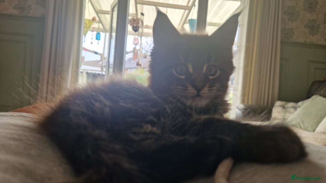 Maine Coon cats for sale: Male mainecoon  - Image 2
