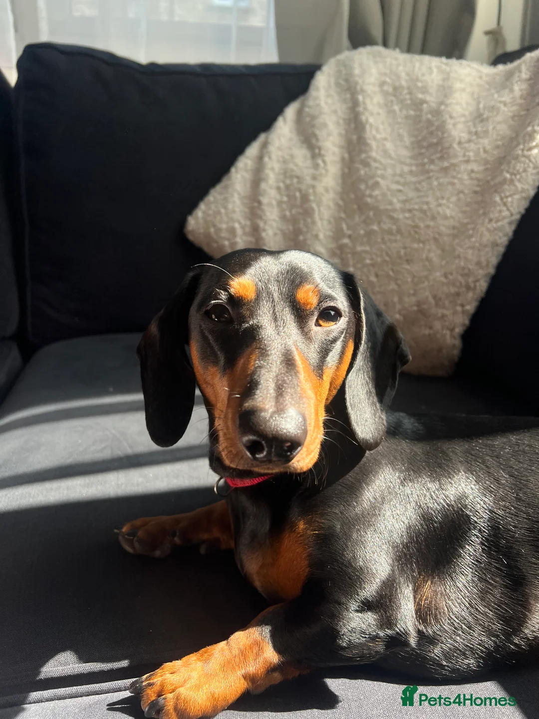Dachshund dogs for stud: Male Black and Tan daschund  - Advert 2