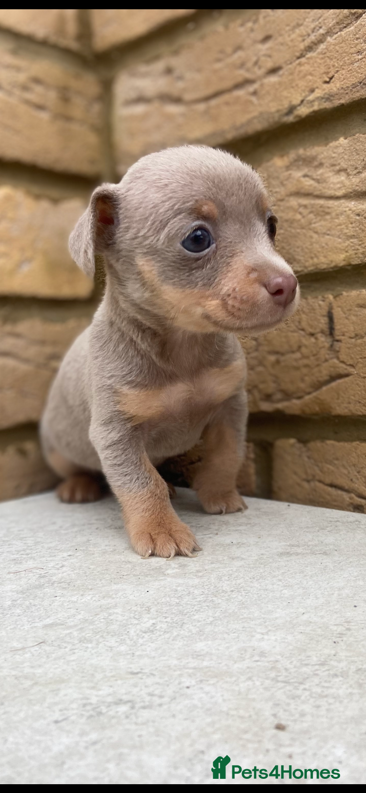 Jack Russell dogs Much wenlock jack russell pups  - Advert 2