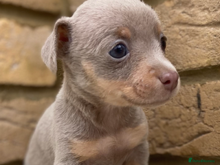 Jack Russell dogs Much wenlock jack russell pups - Advert 3
