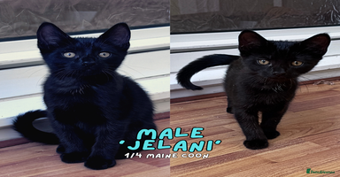 Mixed Breed cats - Advert 8