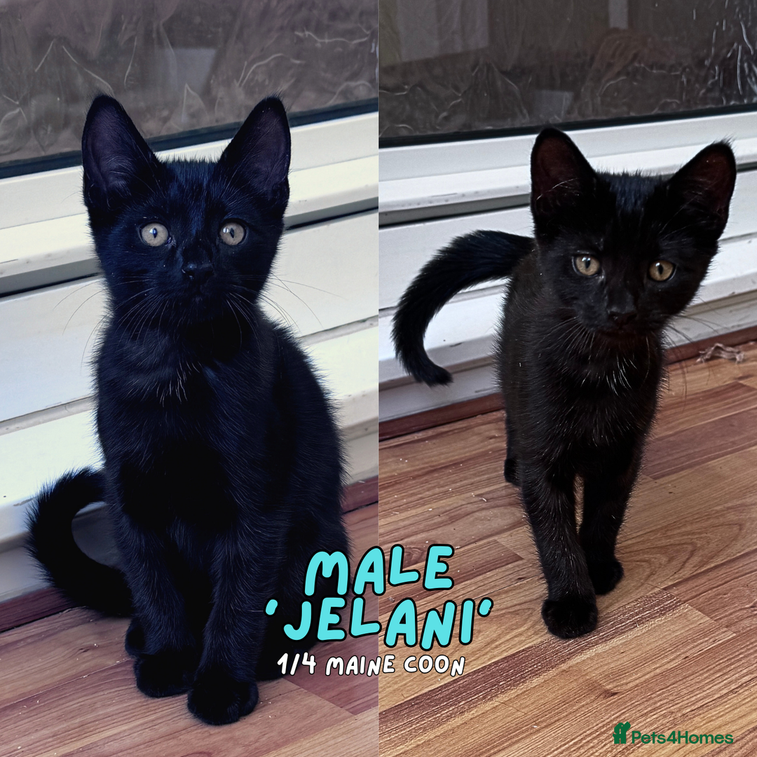 Mixed Breed cats for sale: READY NOW - Black 1/4 Maine Coon Kittens! - Image 2
