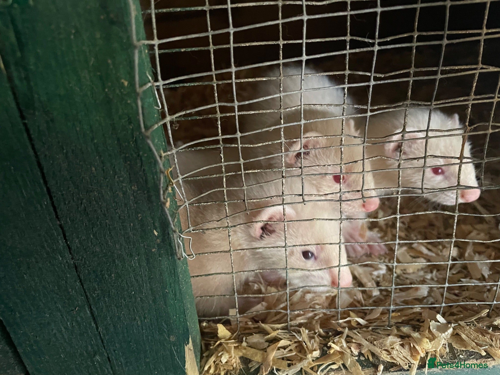 Ferret rodents Ferret kits for sale - Advert 2