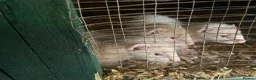 Ferret rodents for sale: Ferret kits for sale in Reading - Advert 1