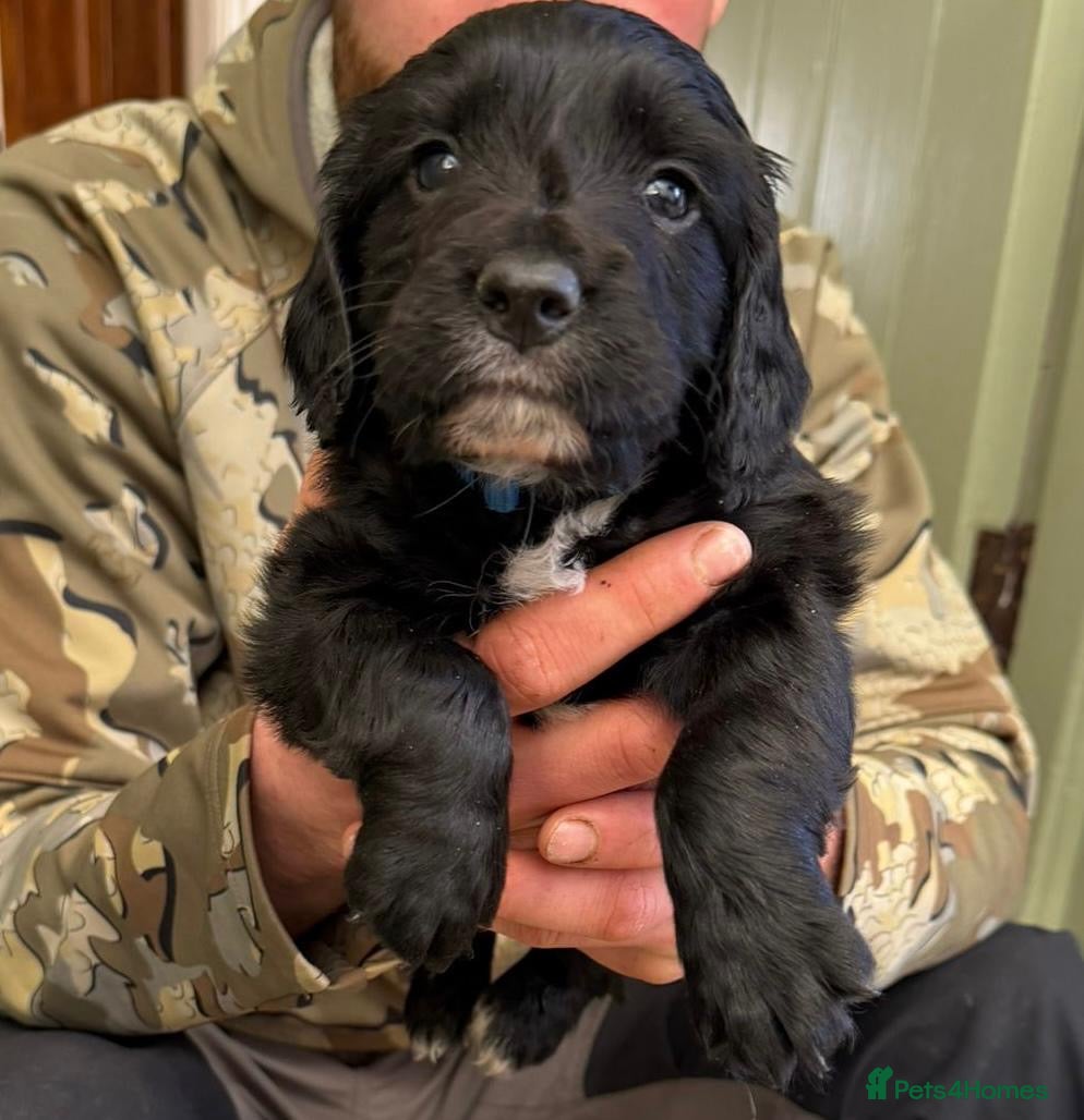 Cocker Spaniel dogs Kc registered Cocker spaniel puppies - Advert 2