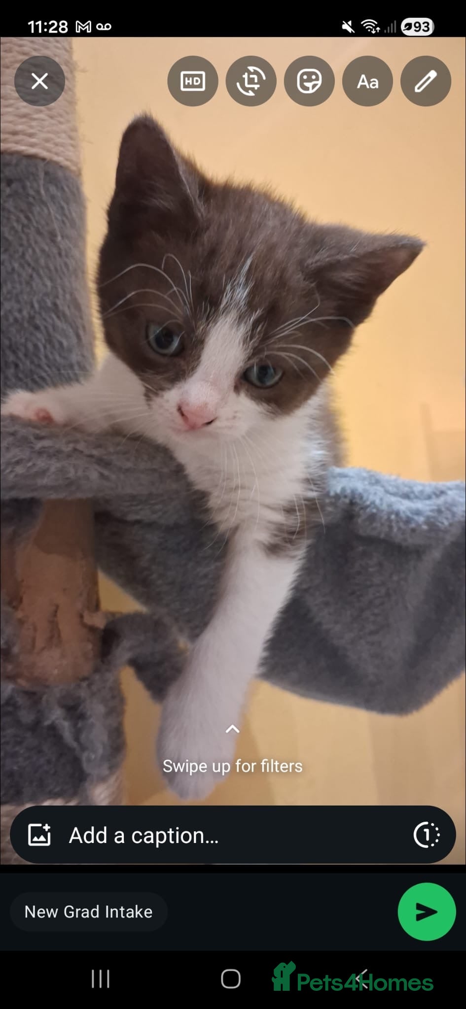 British Shorthair cats Exceptional kittens, unusual markings - Advert 5