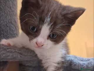 British Shorthair cats Exceptional kittens, unusual markings - Advert 2