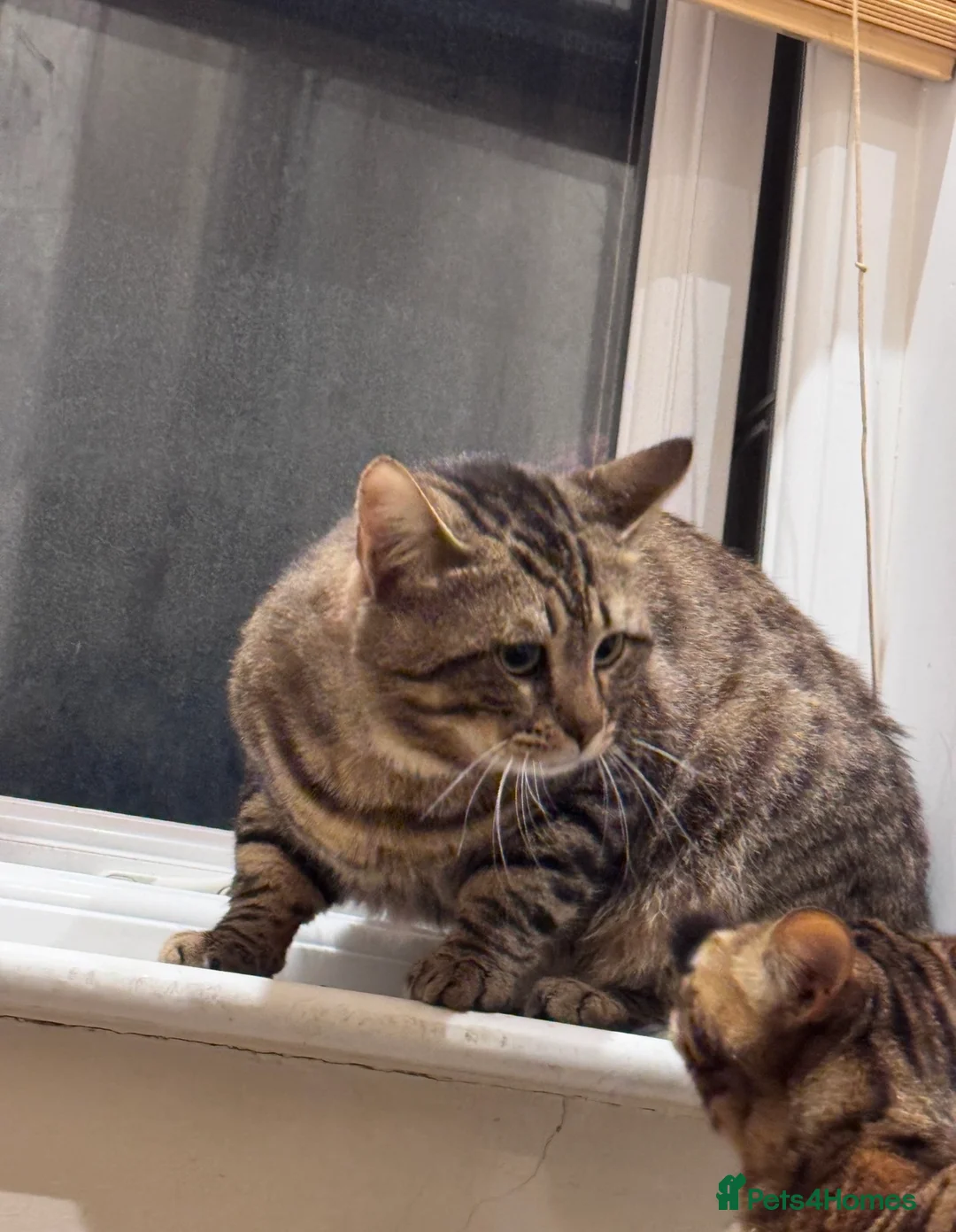 Bengal cats for sale: Male Bengal cat - Advert 1