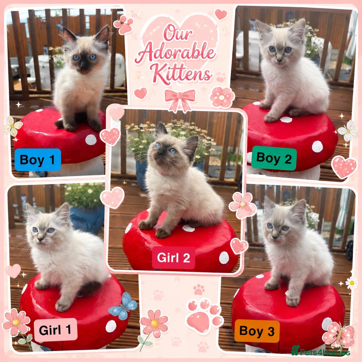 Ragdoll cats Stunning litter of ragdoll kittens  - Advert 1