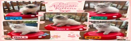 Ragdoll cats for sale: Stunning litter of ragdoll kittens  - Advert 1