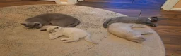 British Shorthair cats for sale: British B.S.H. 3 boys for sale - Advert 14