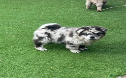 Chow Chow dogs for sale: Merle Chow Chow Puppys Last One Remaining Now ! in Orpington - Image 3