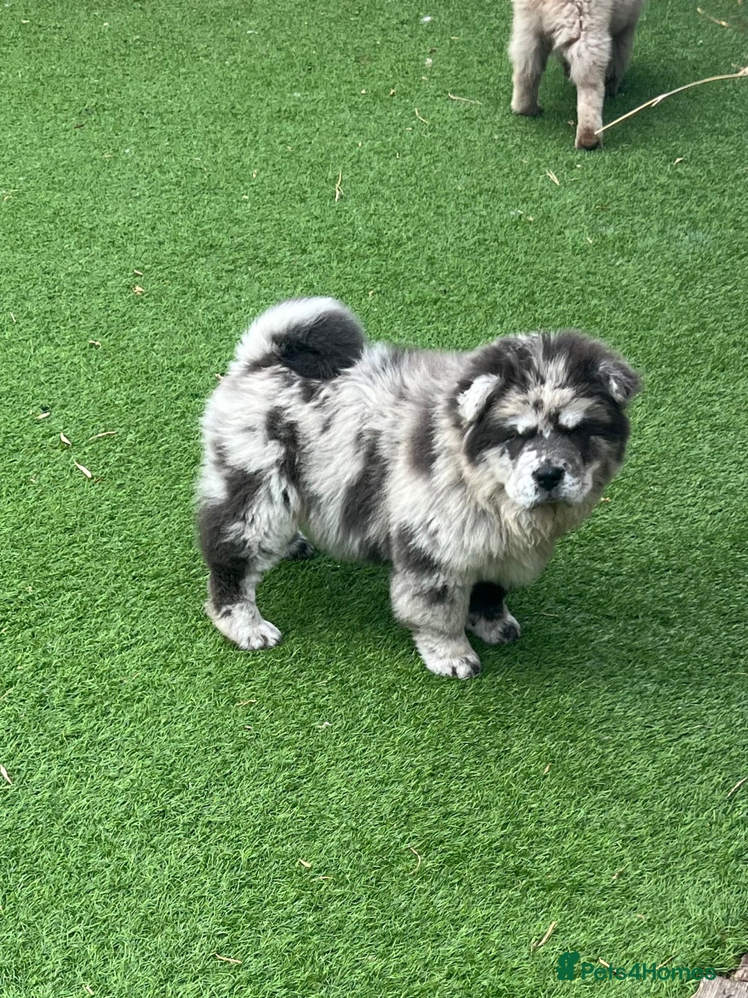 Chow Chow dogs for sale: Merle Chow Chow Puppys Last One Remaining Now ! in Orpington - Image 3