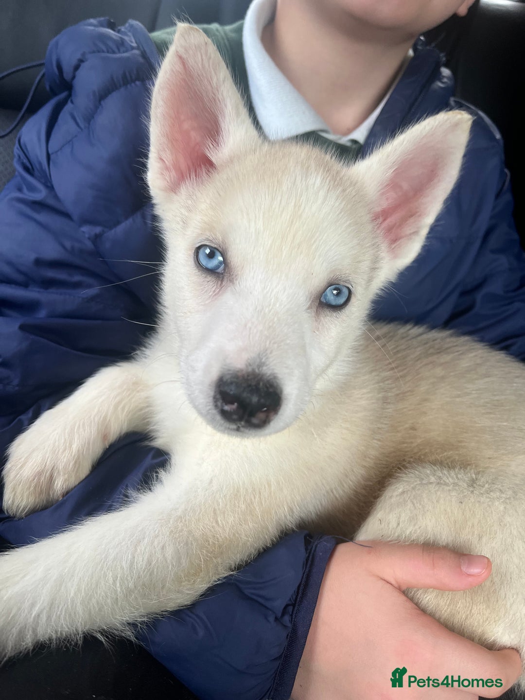 Siberian Husky dogs for sale: Beautiful Siberian Huskies- Last 4 Reduced!! - Image 4