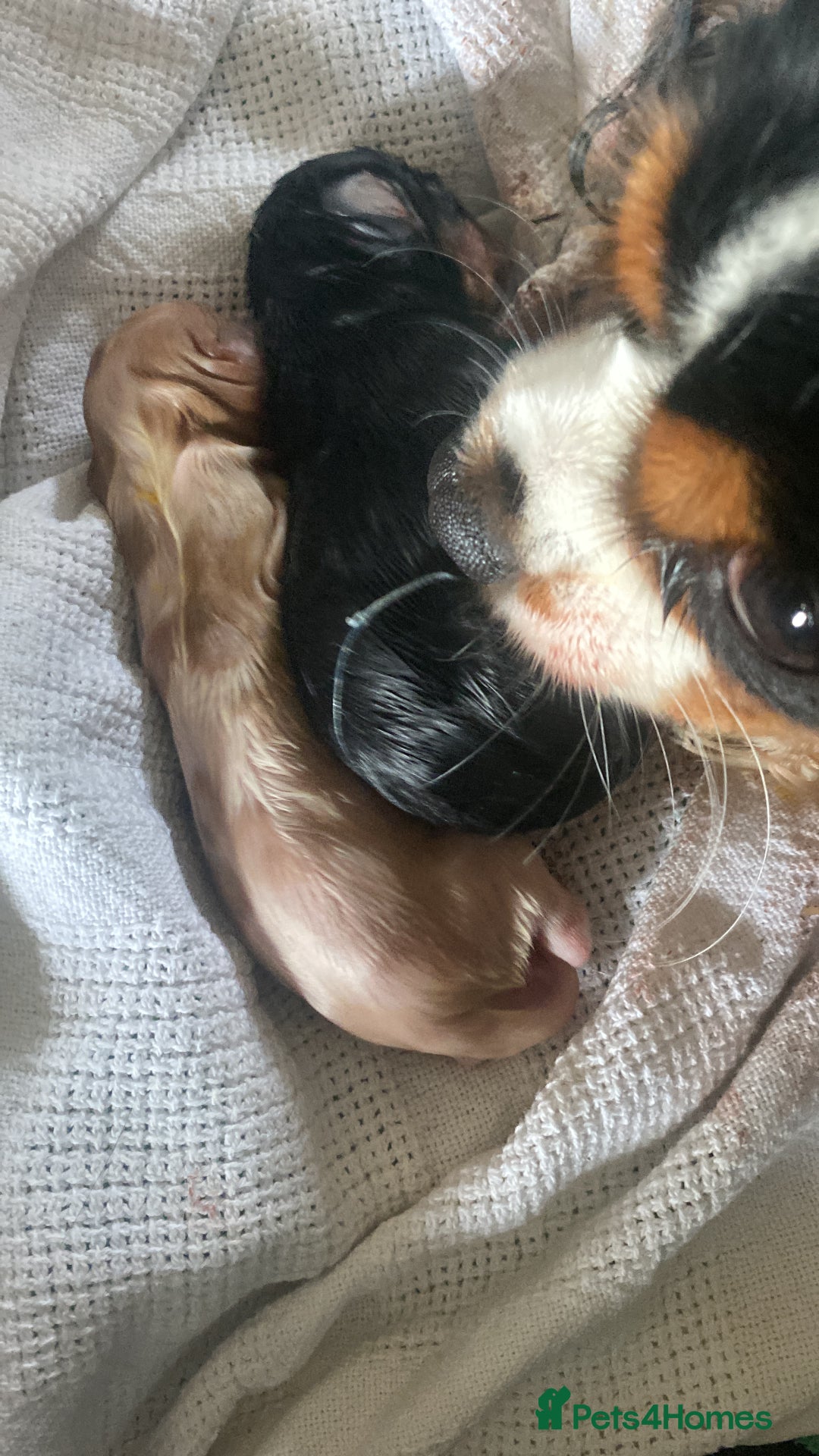 Cavalier King Charles Spaniel dogs for sale: Cavalier King Charles Spaniel Puppies - Image 21
