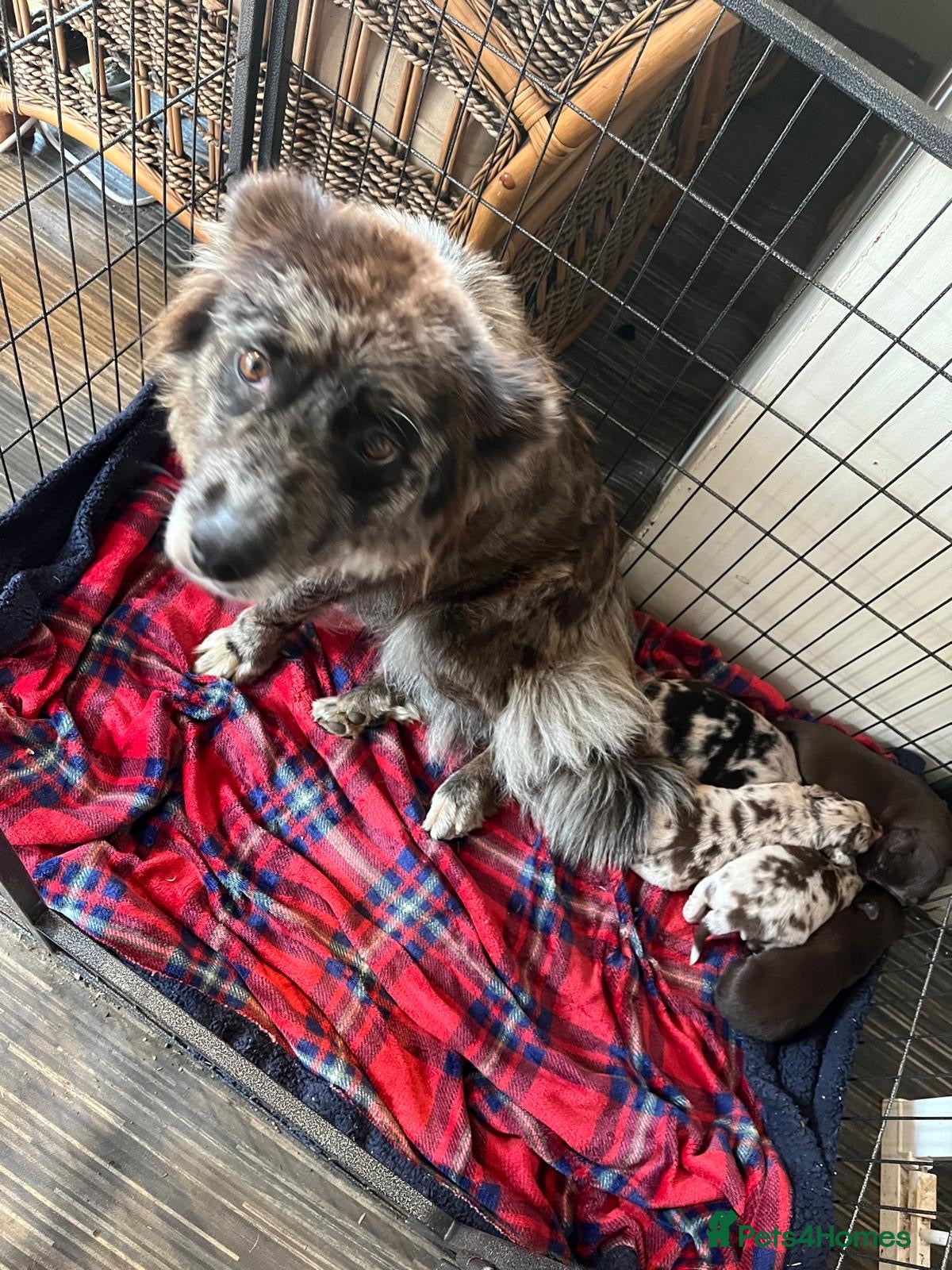 Border Collie dogs for sale: Blue merle  in Ammanford - Advert 2