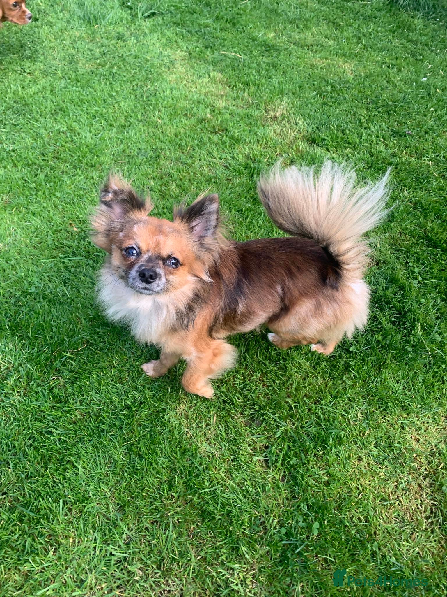 Chihuahua dogs Beautiful brown merle chihuahua boy - Advert 7
