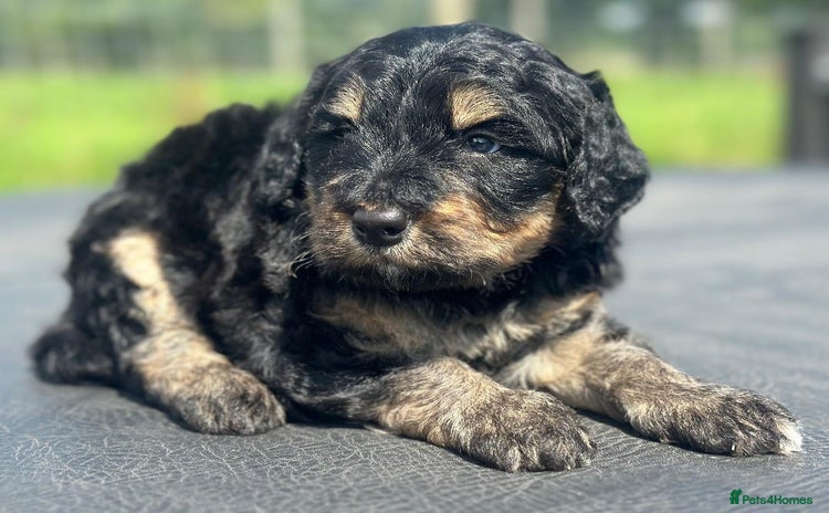 Bernedoodle dogs - Advert 1
