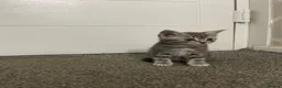 American Shorthair cats for sale: 4 American shorthair kittens - Advert 4