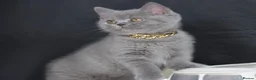British Shorthair cats for sale: Tica registered British Shorthaired kittens - Advert 20