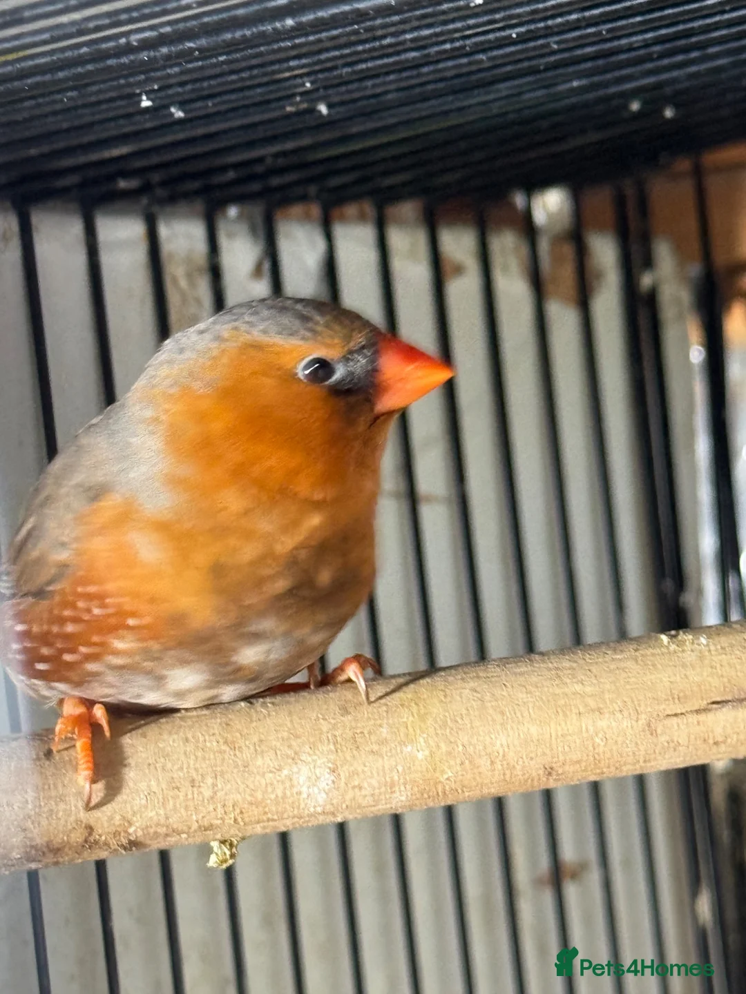 Mixed Breed birds for sale: Zebra Finches  - Advert 2