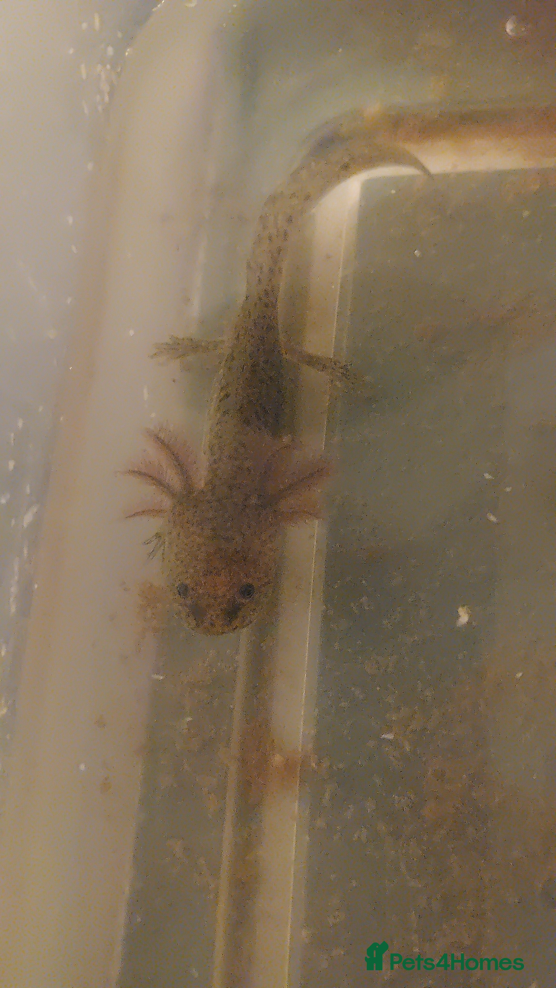 Axolotl reptiles Wild type axolotls for sale 5cm to 15cm - Advert 15