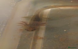 Axolotl reptiles for sale: Wild type axolotls for sale 5cm to 15cm - Image 1