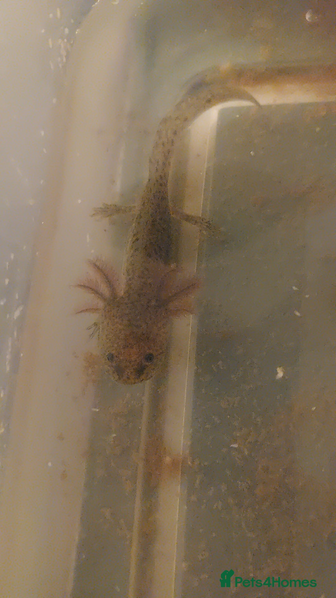 Axolotl reptiles for sale: Wild type axolotls for sale 5cm to 15cm - Image 1