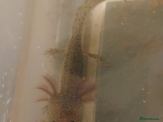 Axolotl reptiles - Advert 1