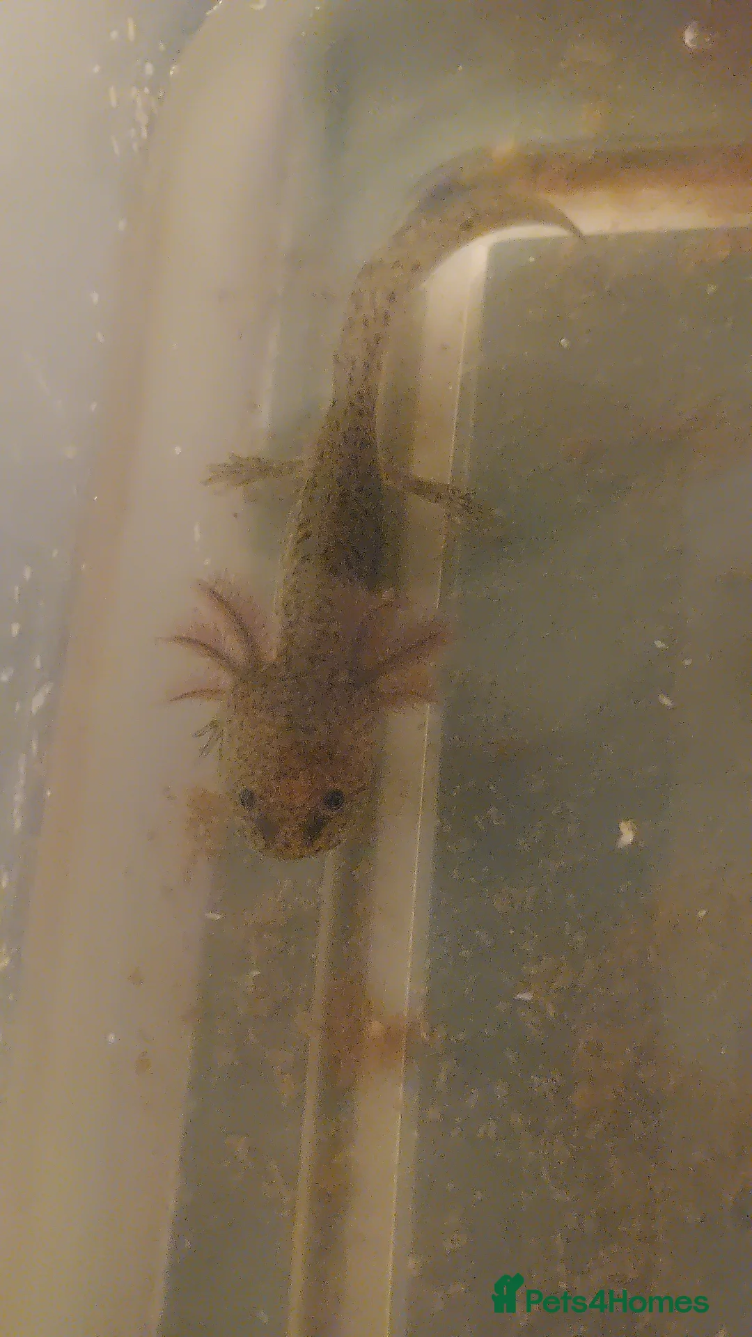 Axolotl reptiles for sale: Wild type axolotls for sale 5cm to 15cm - Advert 2